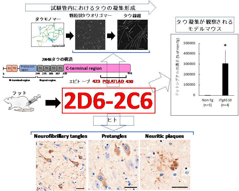 【研究成果・共同プレスリリース】アルツハイマー病等の脳内で観察されるタウタンパク質の蓄積を検出する新しい抗体の樹立
