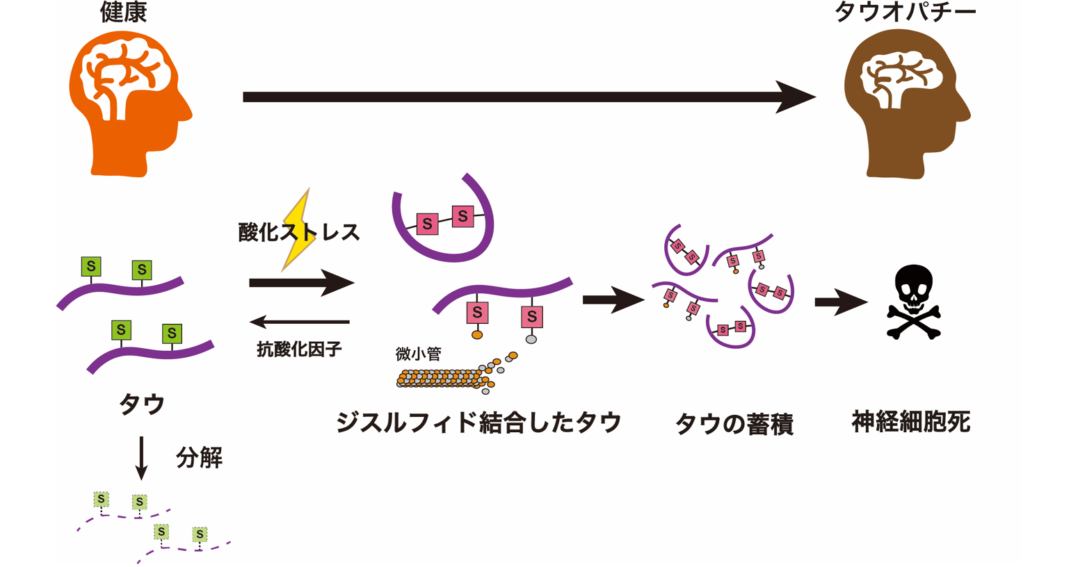 【研究成果・共同プレスリリース】タウ蓄積の新たなスイッチを発見！～ジスルフィド結合の形成をブロックすることで、認知症での神経細胞死を抑制！？～