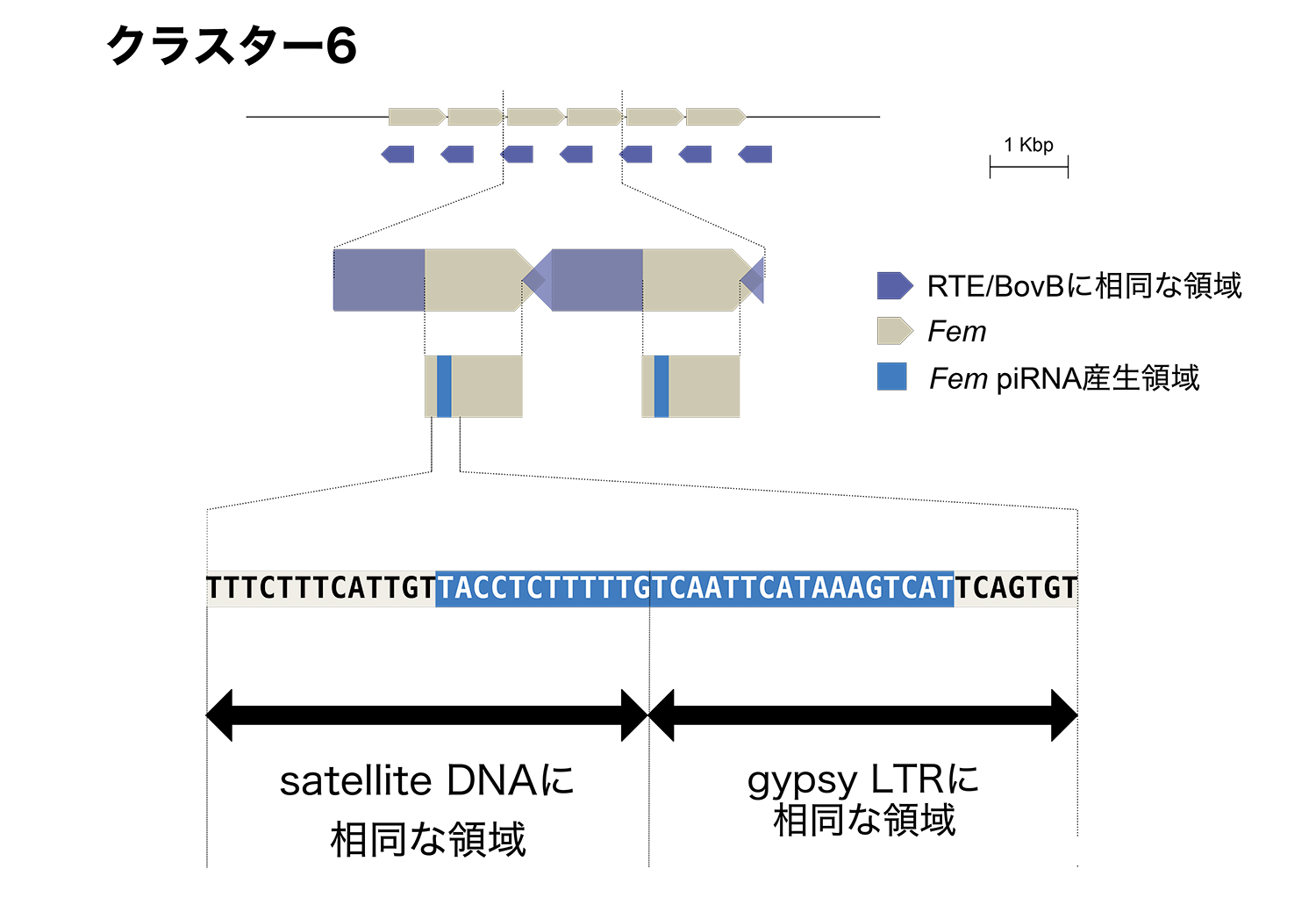 【研究成果・プレスリリース】謎に包まれていたカイコガ科昆虫2種の W染色体配列の完全解読に成功 〜性染色体進化の解明の第一歩〜