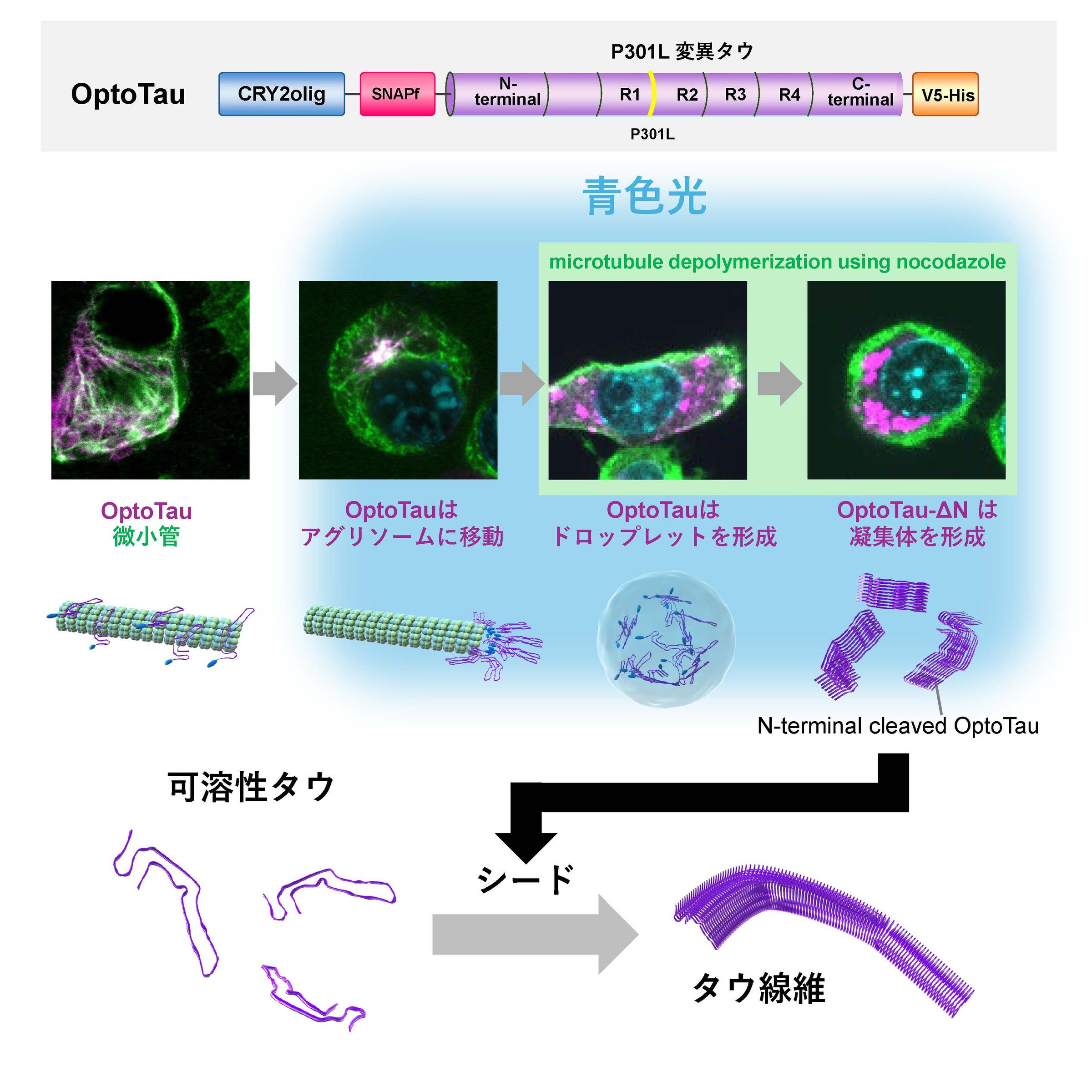 【研究成果・共同プレスリリース】光でタンパク質の凝集を誘導するツールがアルツハイマー病患者等の脳に生じるタウ凝集生成メカニズムの新たな理解を導く