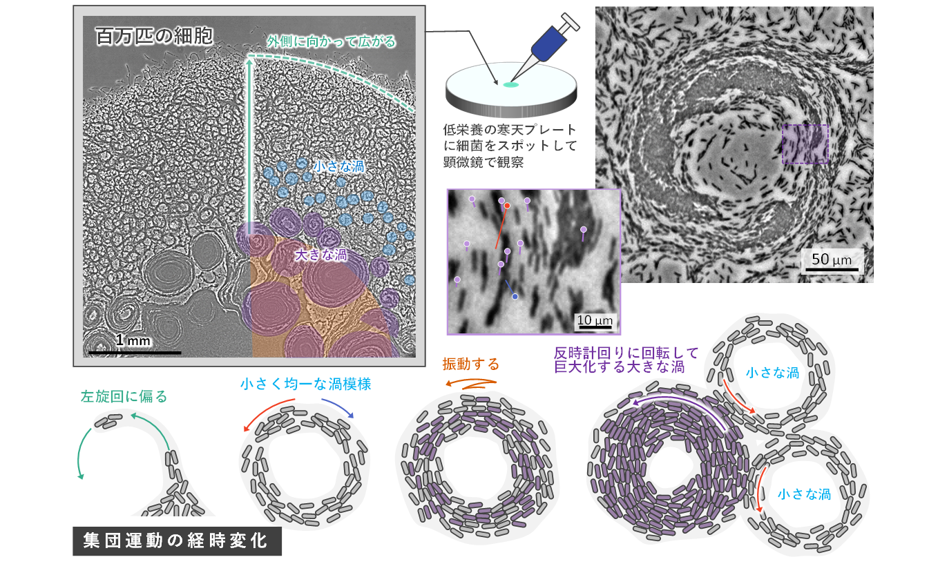 20210623release_web_sci_nakane-nishizaka_fig.png