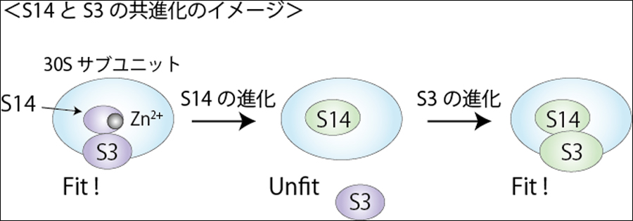 【研究成果】キメラリボソームの作製と特性理解によるリボソームタンパク質の進化の考察