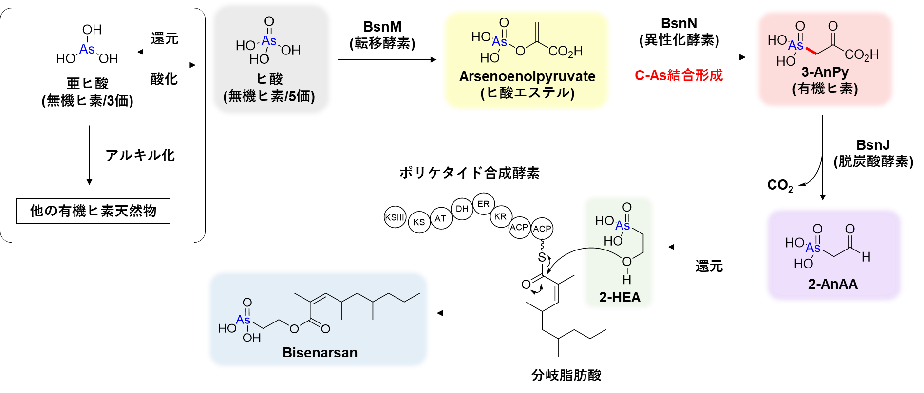 【リリース・プレスリリース】微生物が産生するヒ素を含有する珍しい天然物を発見―今後の創薬展開も期待される