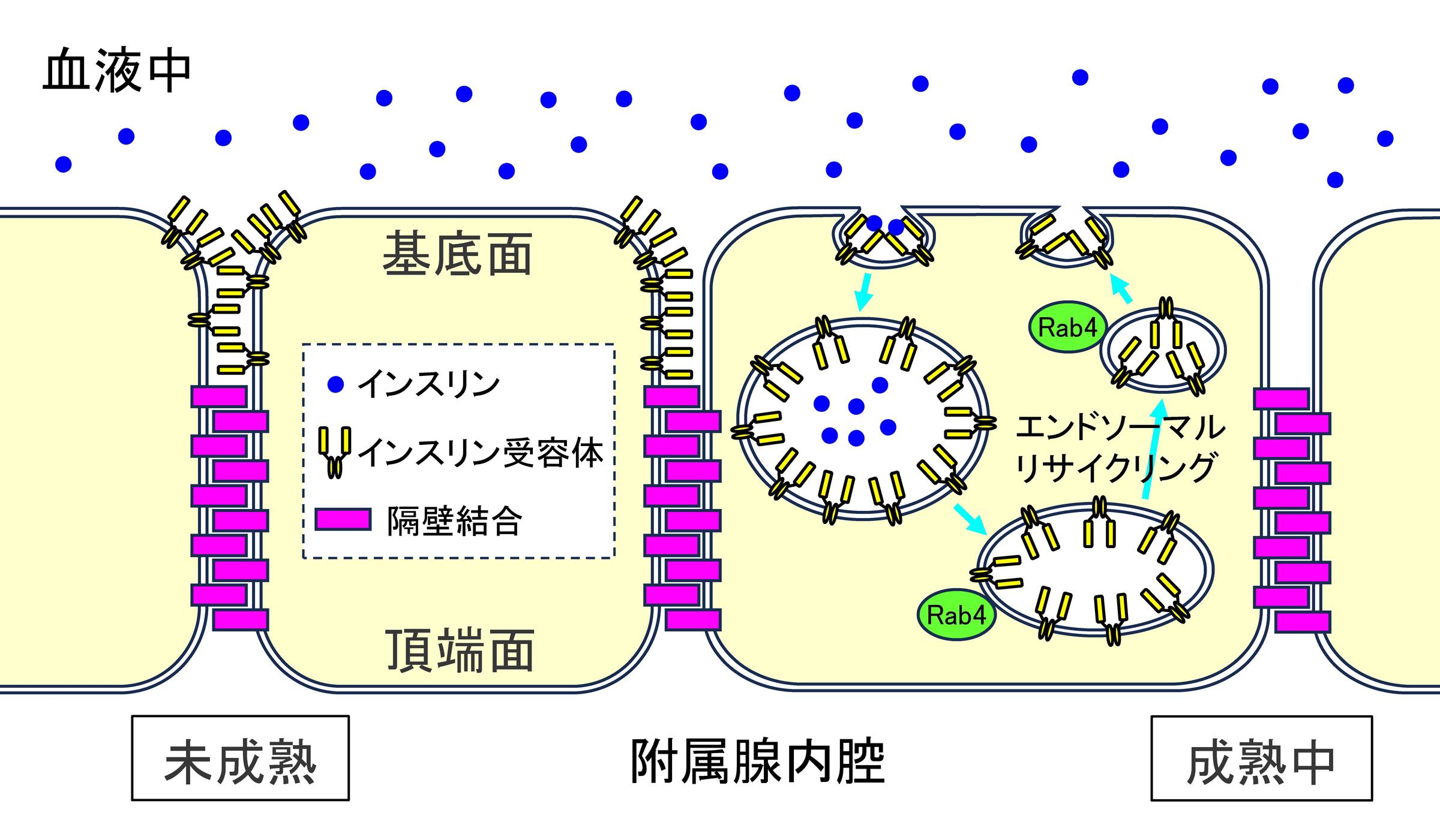 【研究成果】ショウジョウバエの光るインスリン受容体―生体内の分布や動態を見ることが可能に―