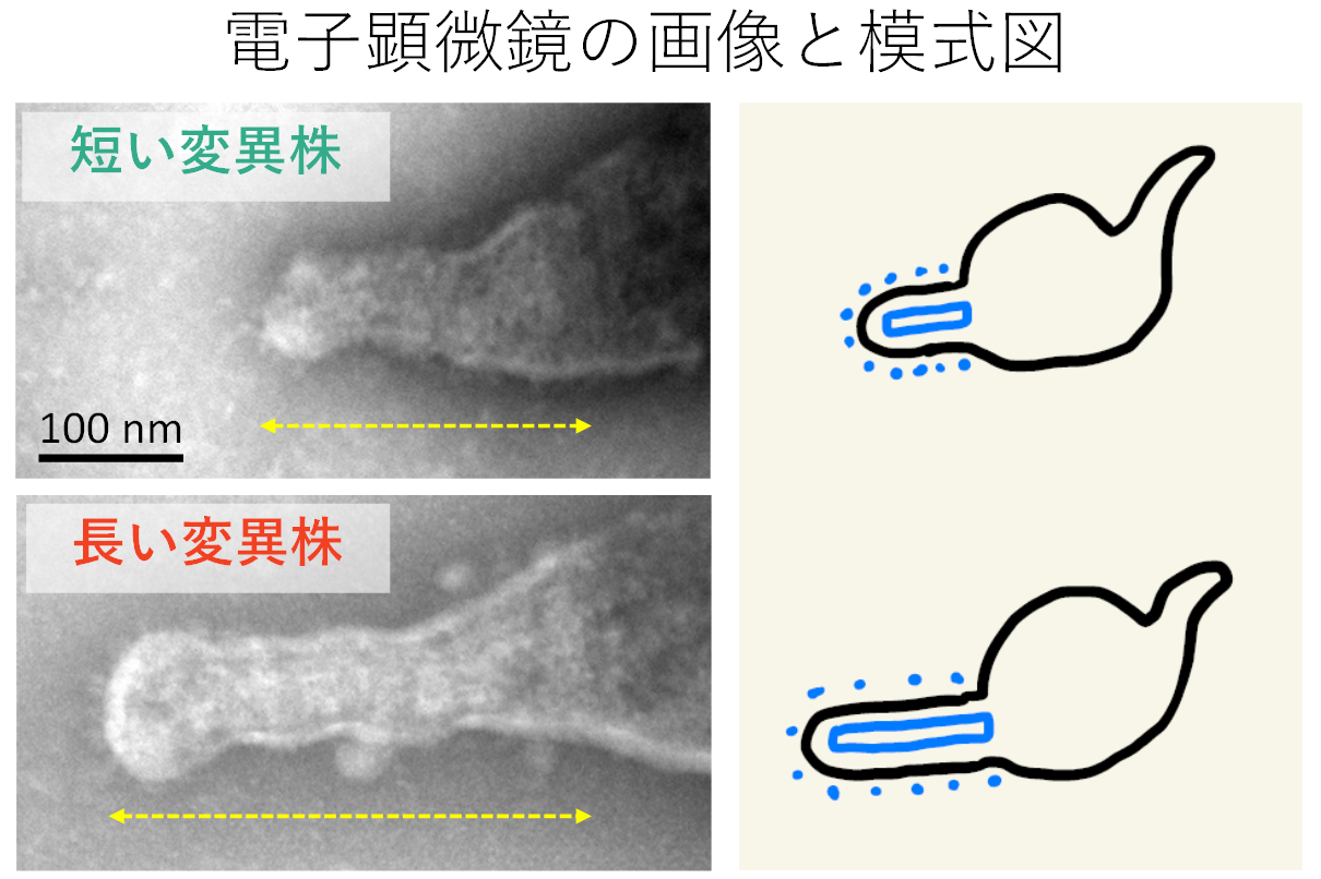  【研究成果・共同プレスリリース】小さな細菌がもつ分子ものさし