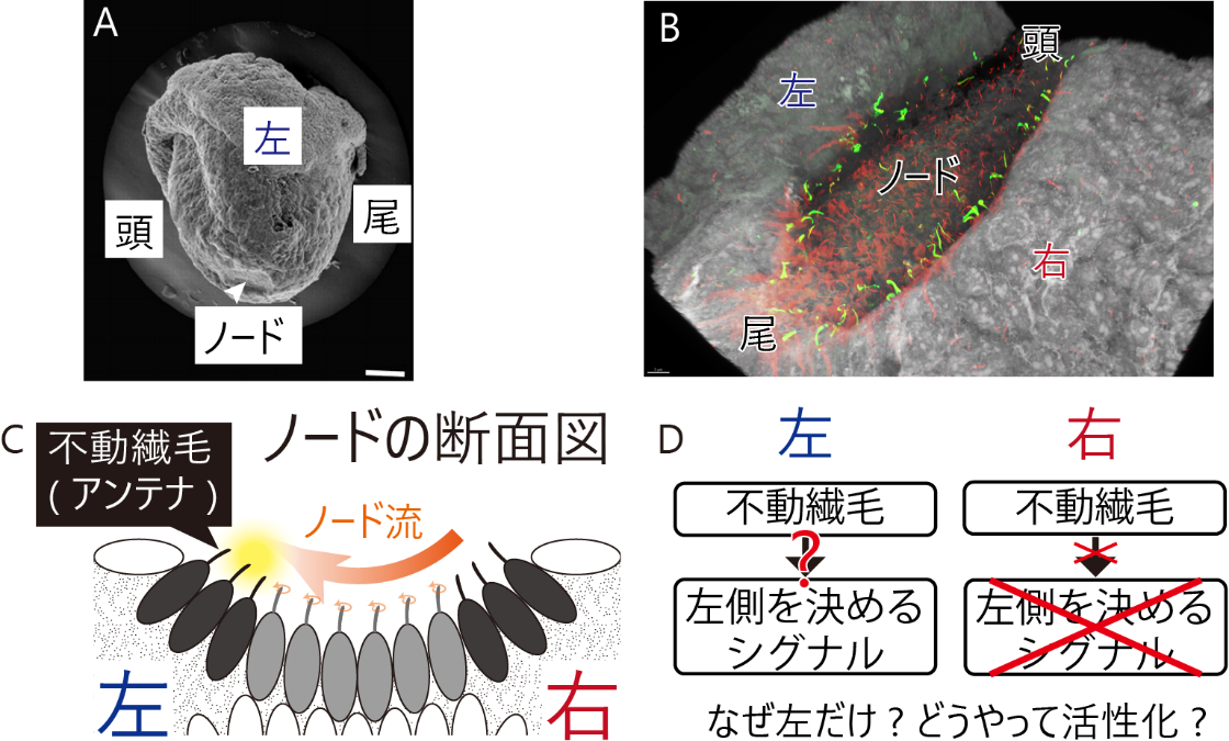 【研究成果・プレスリリース】体づくりの左右非対称性を決める「力」の発見 －「左側を決めるシグナル」を活性化する細胞の「アンテナ」－