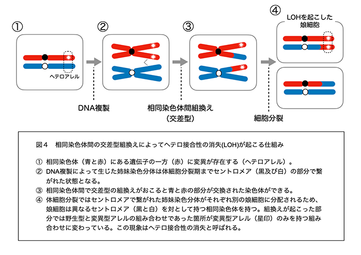 【研究成果】慢性的な紫外線損傷ストレスに対する耐性機構がゲノム安定性に及ぼす影響